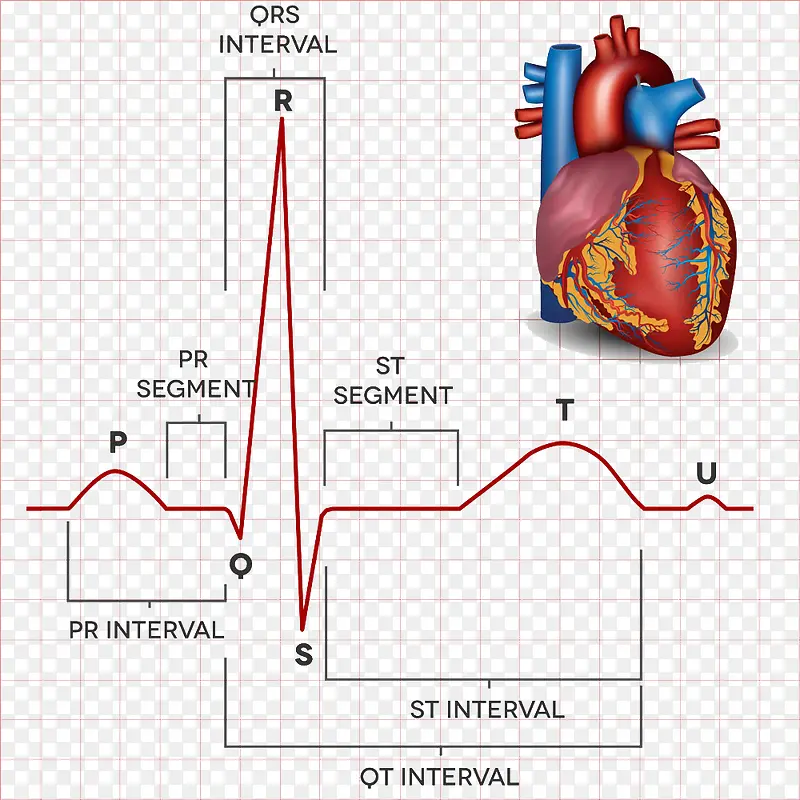 心电图与心脏
