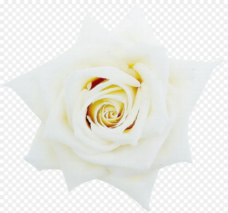 背景元素鲜花背景素材 白色唯美
