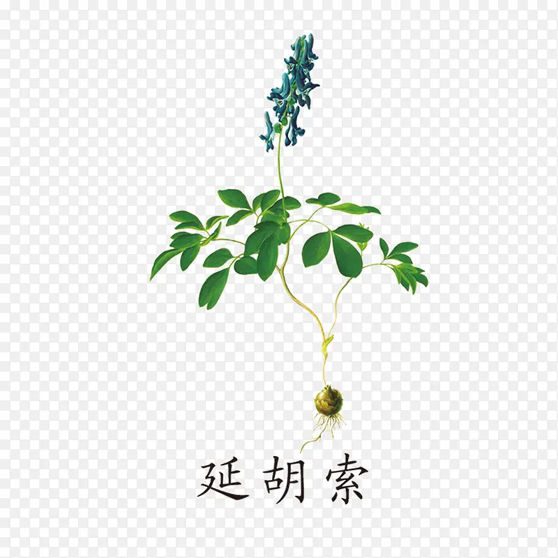 中药药材