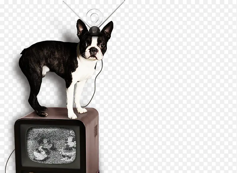 高清黑色小狗电视