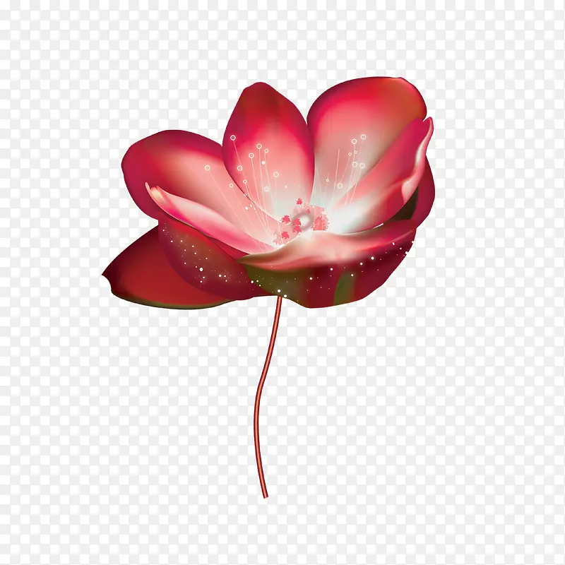 红色花朵