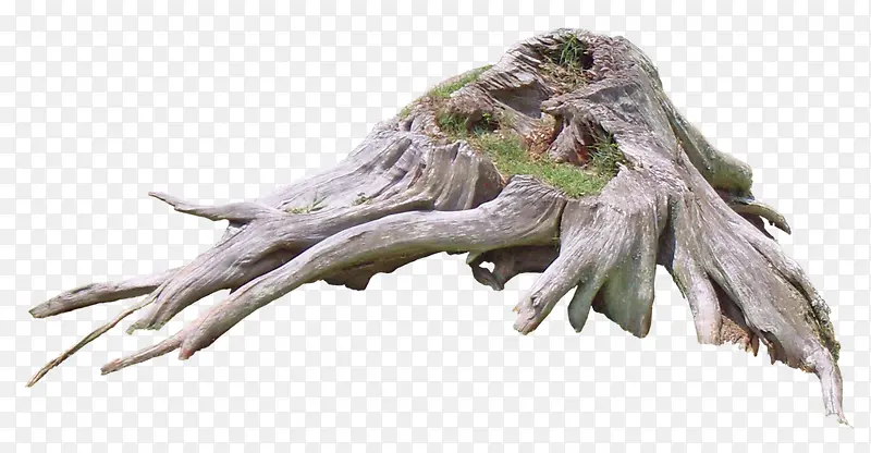 枯木木桩木根