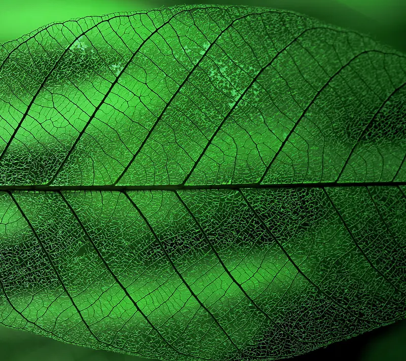 绿色植物生长叶子微距