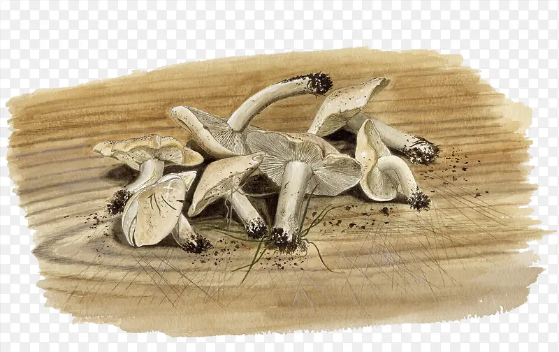 手绘野蘑菇
