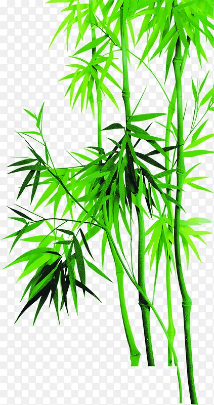 绿色竹子叶子竹叶端午节