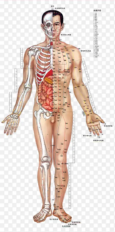 人体正面穴位骨骼分布