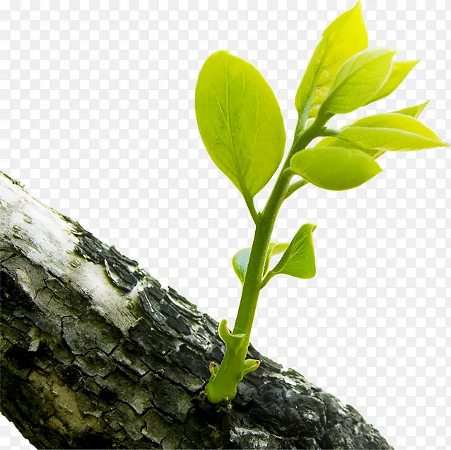 绿色发芽树叶生机树干