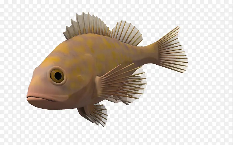 海底动物海洋生物 非洲鱼