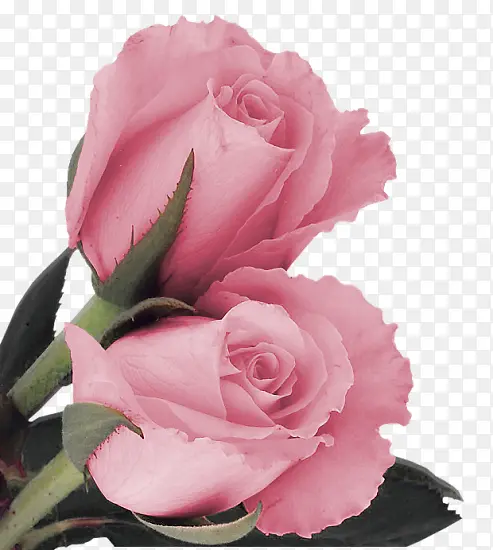 两朵粉红玫瑰花装饰图片