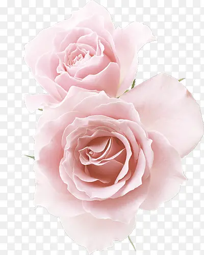 两朵粉红玫瑰花