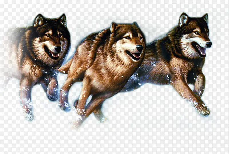 动物奔跑七匹狼电商