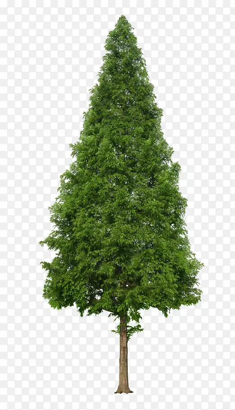 绿色圣诞树造型大树