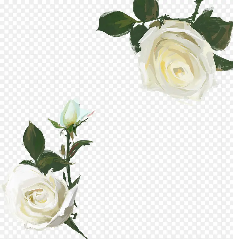 手绘水彩白色玫瑰花