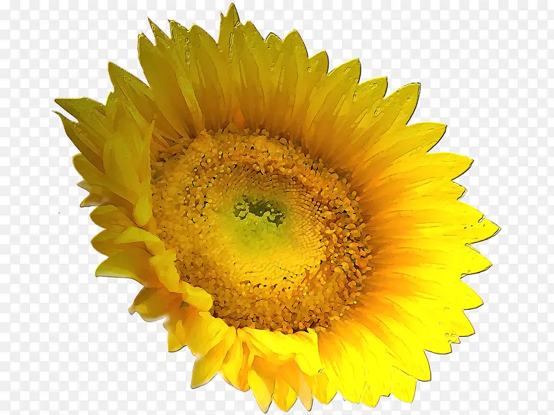 金色的太阳花