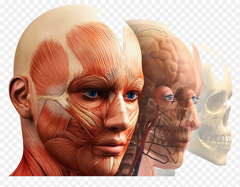 人体解剖模型图片高清免扣素材