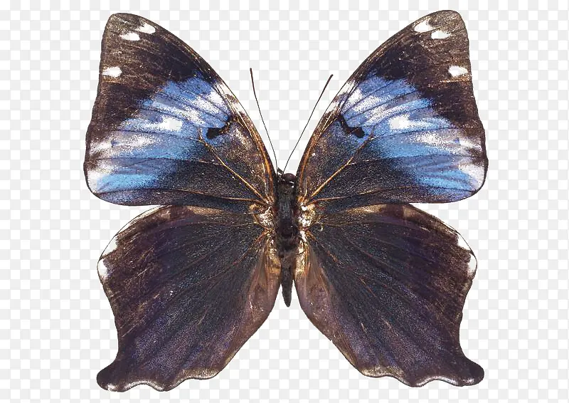 前翅有蓝色的深棕色凤蝶