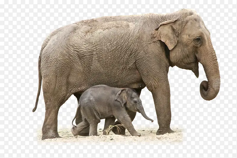 大象妈妈与小象