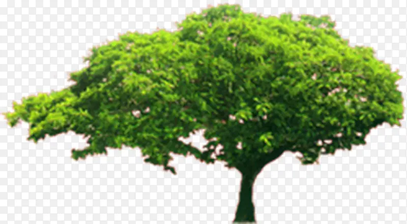 绿色植物PNG图片素材下载_图片编号ymrkmnow-免抠素材网