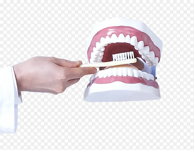 手拿牙齿模型