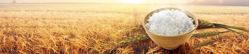 稻米背景banner