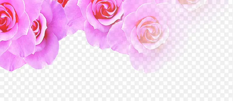 粉色玫瑰花减肥宣传单页