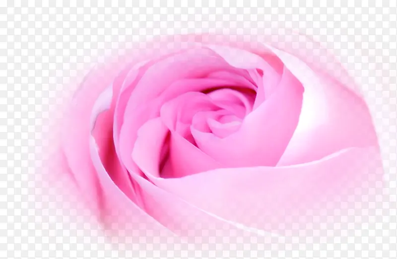唯美粉色玫瑰减肥宣传单页