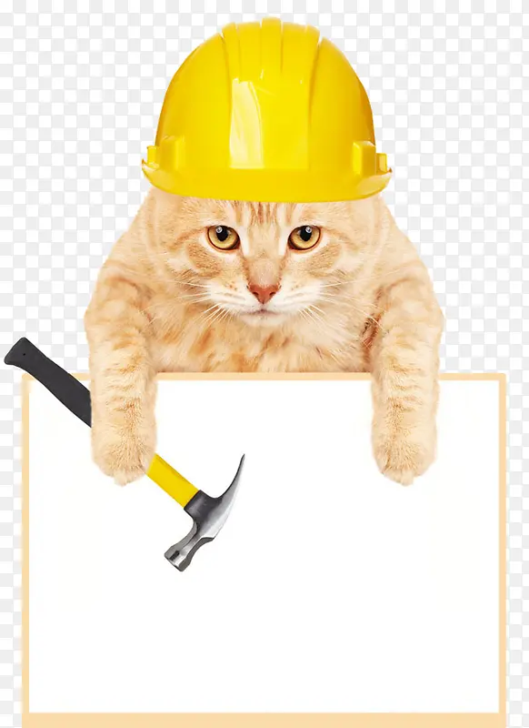 小猫工程师