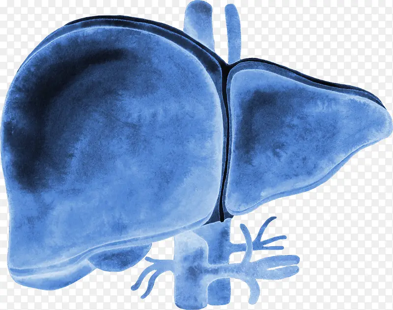 卡通人体器官内脏展示海报设计