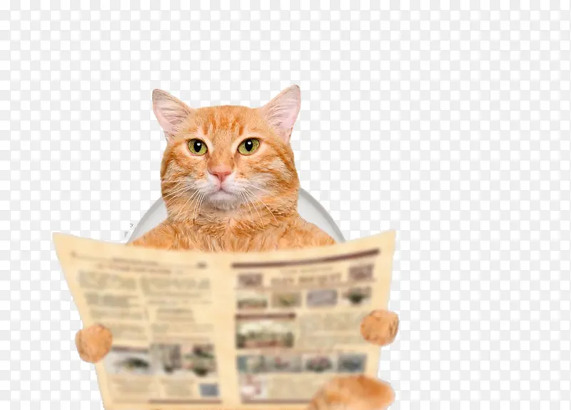 上厕所看报纸的猫