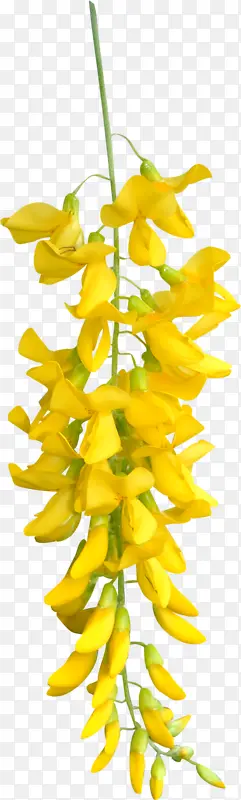 黄色槐花