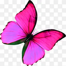 粉色光效春天蝴蝶