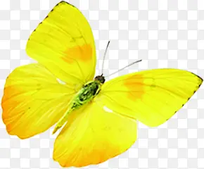 春天清新黄色光效蝴蝶装饰