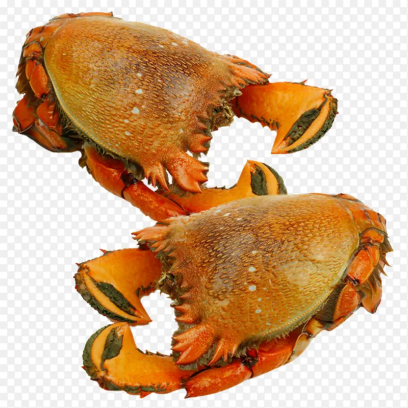 澳洲虎头蟹