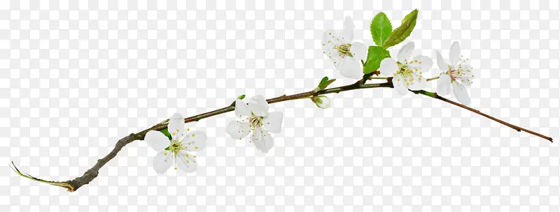 白色梅花花朵树枝