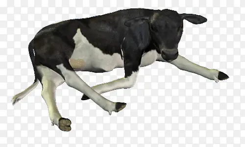 黑色斑纹趴窝奶牛