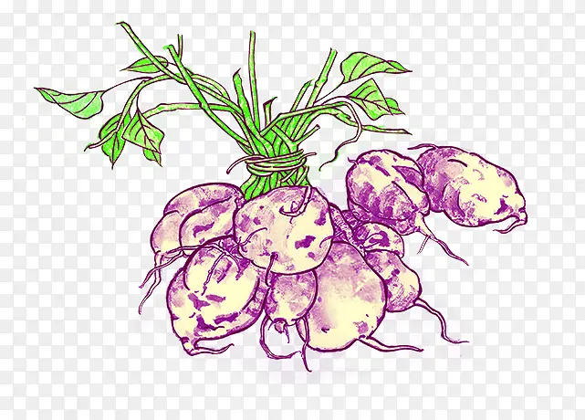 紫色植物紫薯手绘