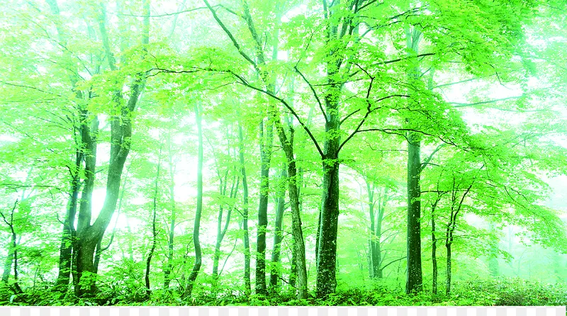 创意合成绿色的森林大树效果