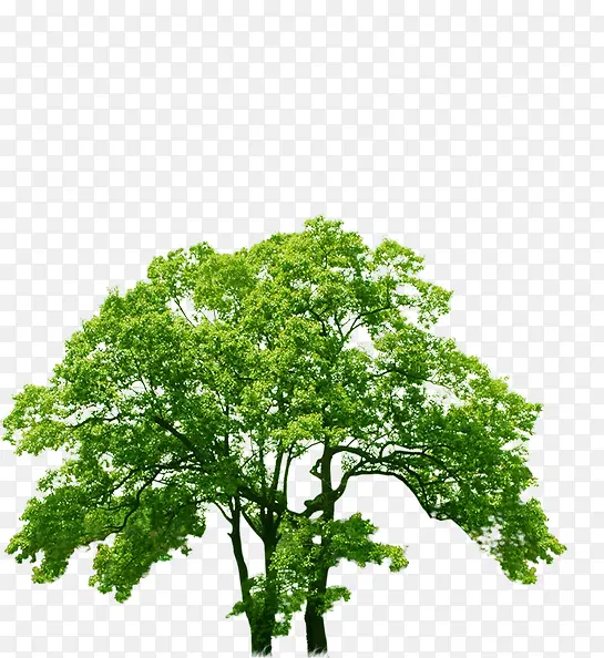 创意合成春天绿色的大树