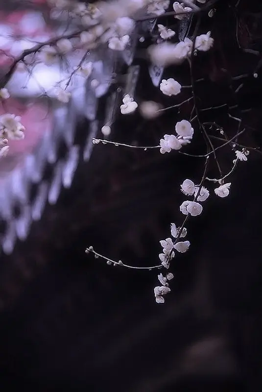 黑夜中的粉色花枝海报背景