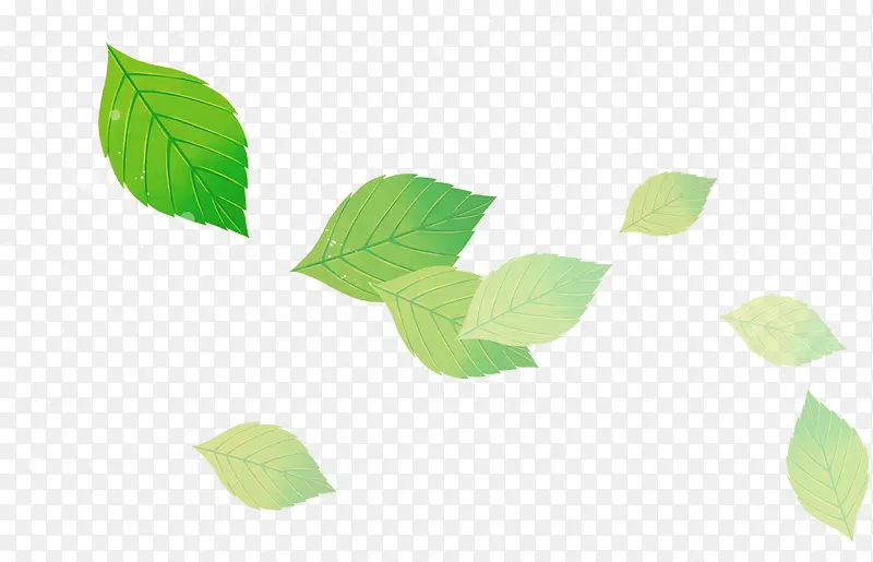 漂浮清新绿色夏季透明树叶