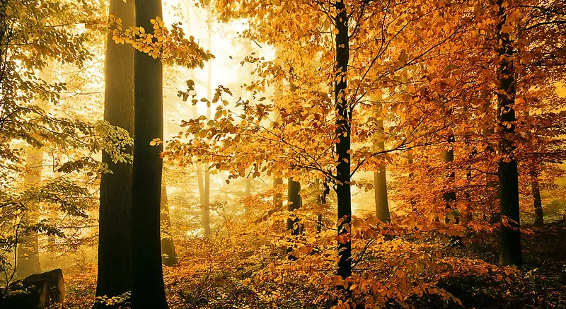 黄色秋天树林海报背景
