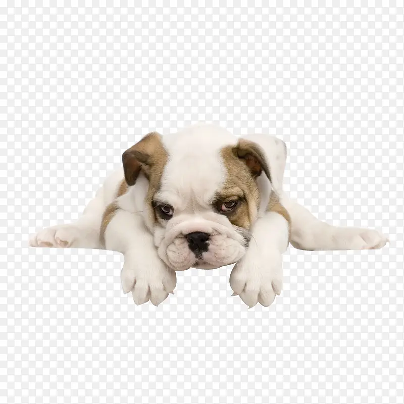 狗狗