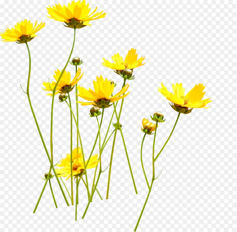 清新黄色夏季花朵花海