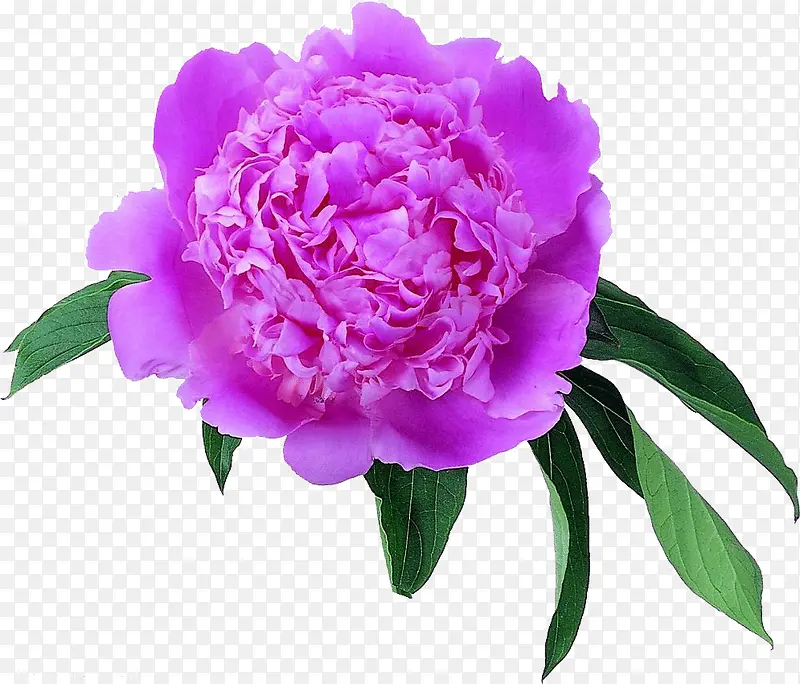 妖艳的紫花