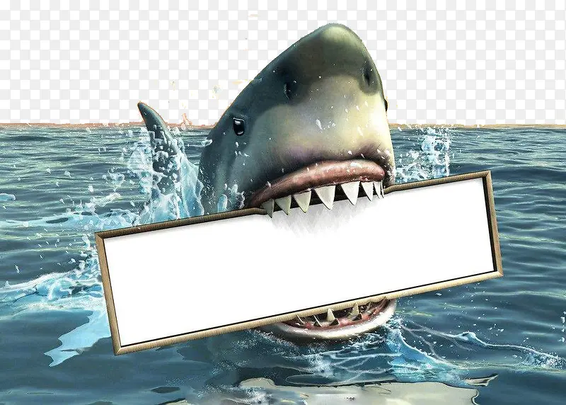 在水面的空白板鲨鱼