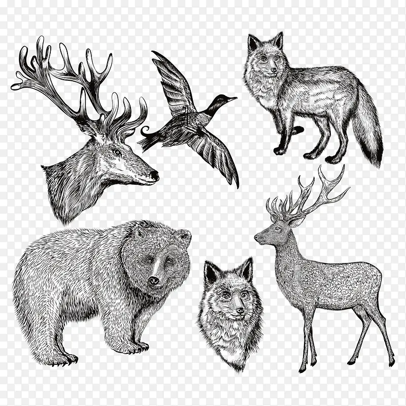 动物素描插画