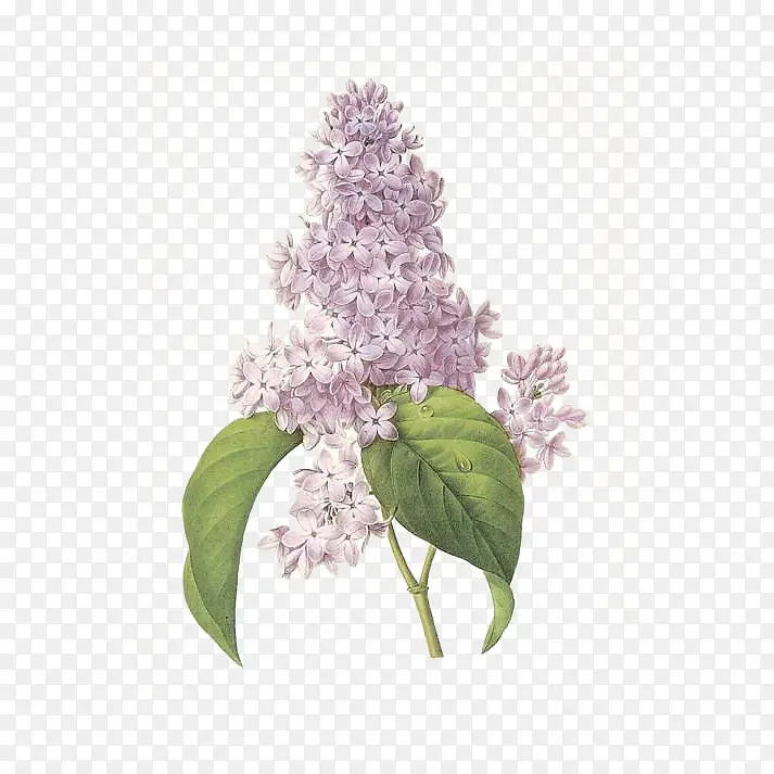 手绘紫丁香植物花卉设计免抠
