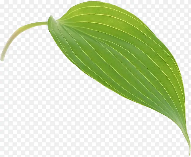 卡通植物绿叶叶瓣