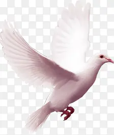 环境渲染效果在空中飞翔的白鸽
