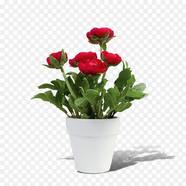一盆玫瑰花免抠元素